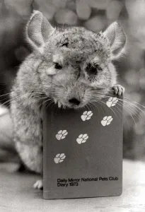 Percy the Chessington Zoo chinchilla from South America showing off the 1973 Daily Mirror Percy the Chessington Zoo chinchilla from South America showing off the 1973 Daily Mirror
