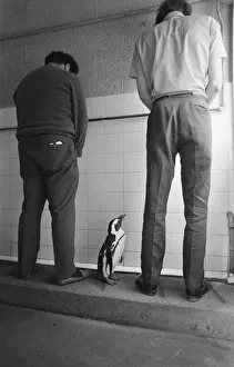 Percy the Penguin at Drayton Manor Park Zoo in Tamworth, Staffs September 1971 Percy the Penguin at Drayton Manor Park Zoo in Tamworth, Staffs September 1971