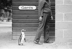 Percy the Penguin at Drayton Manor Park Zoo in Tamworth, Staffs September 1971 Percy the Penguin at Drayton Manor Park Zoo in Tamworth, Staffs September 1971
