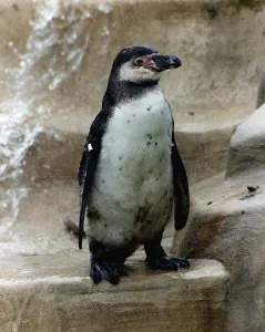 Percy the Penguin is the last surviving Penguin at the Cotswold Wildlife Park in Burford Percy the Penguin is the last surviving Penguin at the Cotswold Wildlife Park in Burford