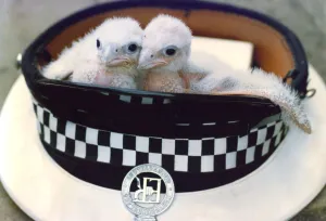 Two Peregrine Falcon chicks in a policemans hat Two Peregrine Falcon chicks in a policemans hat