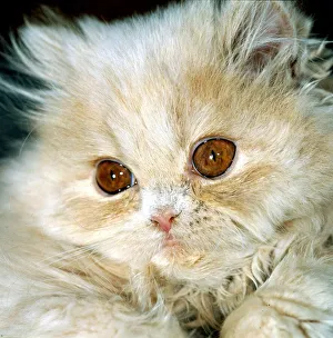 Persian cat with big brown eyes circa 1985 Persian cat with big brown eyes circa 1985