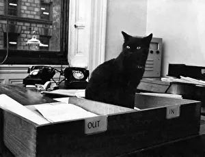 Peta gets VIP Welcome: Black cat Peta sits in an 'in" Peta gets VIP Welcome: Black cat Peta sits in an 'in"