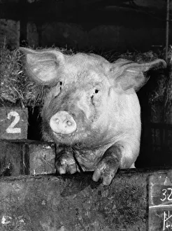 A pig peering out from his sty August 1984 P004243 A pig peering out from his sty August 1984 P004243