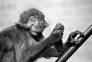 A pig-tailed monkey January 1975 75-00240-002 A pig-tailed monkey January 1975 75-00240-002