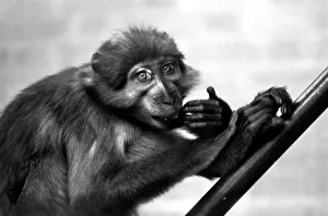A pig-tailed monkey January 1975 75-00240-005 A pig-tailed monkey January 1975 75-00240-005
