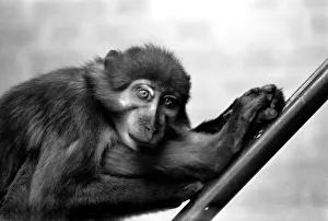 A pig-tailed monkey January 1975 75-00240-022 A pig-tailed monkey January 1975 75-00240-022