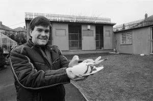 Pigeon fancier Albert Babington holding one of his pigeons Pigeon fancier Albert Babington holding one of his pigeons
