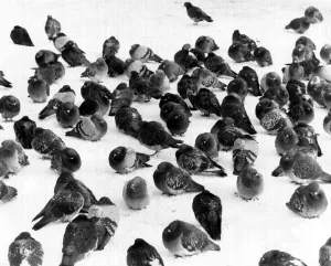 Pigeons in the snow. Jan 10th 1981 P044345 Pigeons in the snow. Jan 10th 1981 P044345