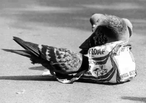 Pigeons tucking into the remains of a loaf of bread in a London park September 1977 Pigeons tucking into the remains of a loaf of bread in a London park September 1977