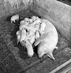 Piglets feeding from their mother. February 1953 D645-002 Piglets feeding from their mother. February 1953 D645-002