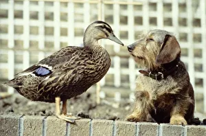 Ping the mallard duck with her friend Bramble the wire-haired dachshund owned by Mrs Ping the mallard duck with her friend Bramble the wire-haired dachshund owned by Mrs