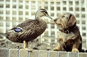Ping the mallard duck with her friend Bramble the wire-haired dachshund owned by Mrs Ping the mallard duck with her friend Bramble the wire-haired dachshund owned by Mrs