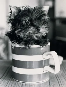 Pint sized Puppy Jamie a Yorkshire Terrier can fit into a mug April 1985 Pint sized Puppy Jamie a Yorkshire Terrier can fit into a mug April 1985