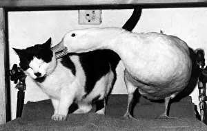 Piou the duck whispers a confidence in the ear of his pal Domino the cat May 1972 Piou the duck whispers a confidence in the ear of his pal Domino the cat May 1972