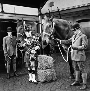 Piper Mitch Mitchinson plays bagpipes to Newcastle Brewery dray horses to get them used Piper Mitch Mitchinson plays bagpipes to Newcastle Brewery dray horses to get them used