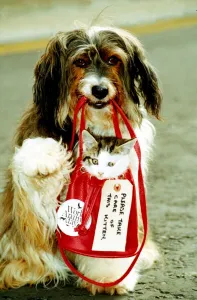 Pippin the dog gives a homeless kitten a little lift in a bag September 1990 Pippin the dog gives a homeless kitten a little lift in a bag September 1990