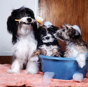 Pippin the Dog - March 1984 prepares two of her pups for TV show Rub a Dub Dub Pippin the Dog - March 1984 prepares two of her pups for TV show Rub a Dub Dub