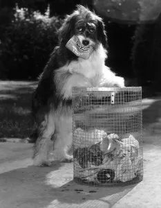 Pippin the famous TV dog has learnt the to clean up litter from the streets circa Pippin the famous TV dog has learnt the to clean up litter from the streets circa