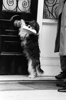Pippin the mongrel dog delivering a letter at the South Korean Embassy in Kensington Pippin the mongrel dog delivering a letter at the South Korean Embassy in Kensington
