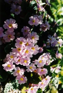 Plant Of The Week - Primula Garrade Guibevere November 1997 Plant Of The Week - Primula Garrade Guibevere November 1997