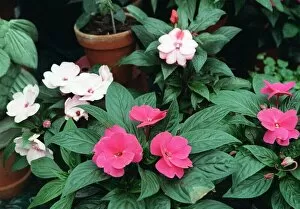 Images Dated 1st May 1997: Plants - Impatiens