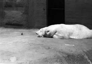 Polar Bear Sabrina seen here relaxing in her enclosure at London Zoo. 1st January 1975 Polar Bear Sabrina seen here relaxing in her enclosure at London Zoo. 1st January 1975