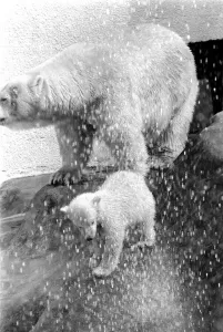 Polar Bears at Bristol Zoo. April 1975 75-2224-007 Polar Bears at Bristol Zoo. April 1975 75-2224-007