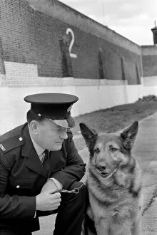 Images Dated 3rd April 1975: Police: Dog major with handler Gerald Ewing. March 1975 75-01234-004