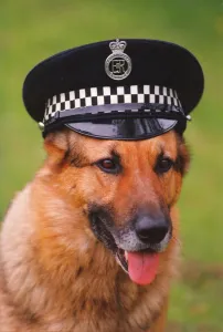 Top police dog Russ wearing his handlers hat Top police dog Russ wearing his handlers hat