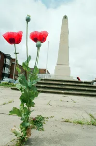 Poppies growing through the paving at Redcar War Memorial, Coatham Road, Town Centre Poppies growing through the paving at Redcar War Memorial, Coatham Road, Town Centre