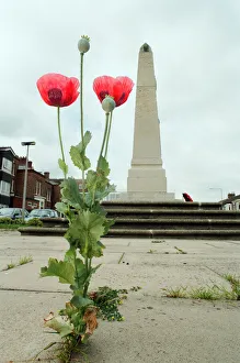 Mirror/0600to0699 00613/poppies growing paving redcar war memorial Mirror/0600to0699 00613/poppies growing paving redcar war memorial
