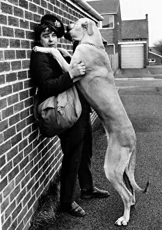 Postmen and Dogs Pierre Brennan takes his dog Rocky on his rounds with him these days to Postmen and Dogs Pierre Brennan takes his dog Rocky on his rounds with him these days to