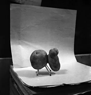 Potato shaped like a dog. January 1953 D486 Potato shaped like a dog. January 1953 D486