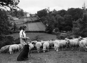 At prayer in the fields. Miss Eileen Foot, girl shepherdess of Almondsbury, near Bristol At prayer in the fields. Miss Eileen Foot, girl shepherdess of Almondsbury, near Bristol