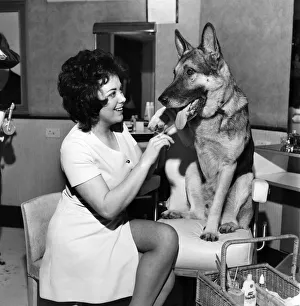 Prince Karl the Alsatian. Before Prince appeared in front of the press he had to have a Prince Karl the Alsatian. Before Prince appeared in front of the press he had to have a