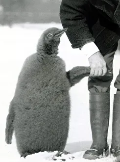 Prince the penguin takes his first walk in the snow with Wally Dixon who hand reared him Prince the penguin takes his first walk in the snow with Wally Dixon who hand reared him