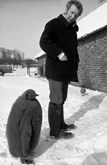 Prince the penguin has ventured out in the snow at Whipsnade Zoo in Bedfordshire Prince the penguin has ventured out in the snow at Whipsnade Zoo in Bedfordshire