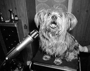 Prince the singing Yorkshire Terrier recording his first single Dogs cute Prince the singing Yorkshire Terrier recording his first single Dogs cute