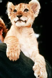 Proud lion cub poses for the camera at its new home at Woburn Safari Park in Bedforshire Proud lion cub poses for the camera at its new home at Woburn Safari Park in Bedforshire