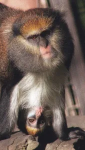 A proud Mona monkey supports her newborn son named Damon at Chessington Zoo October A proud Mona monkey supports her newborn son named Damon at Chessington Zoo October