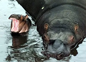 Proud mum Gertie the hippo with newborn Gizmo at the West Midland Safari Park, Bewdley Proud mum Gertie the hippo with newborn Gizmo at the West Midland Safari Park, Bewdley