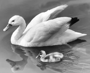 This proud swan shows off her single cygnet This proud swan shows off her single cygnet