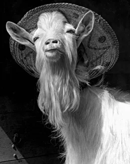Puck - a Northamptonshire Billy-goat - finds a sun hat the comfortable head wear Puck - a Northamptonshire Billy-goat - finds a sun hat the comfortable head wear