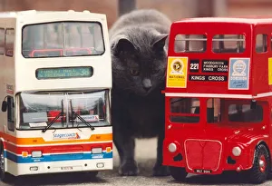 Pugsley the cat with models of a Stagecoach bus and a London Routemaster Pugsley the cat with models of a Stagecoach bus and a London Routemaster