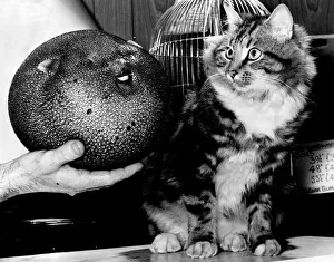 Puss and the Puffer. Purr Puss the Tabby cat living in the Pet Shop at Lordship Lane Puss and the Puffer. Purr Puss the Tabby cat living in the Pet Shop at Lordship Lane
