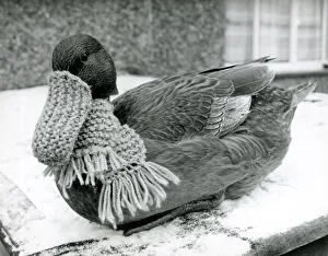 Quackers! Dottie the duck wearing scarf and beak warmer in the snow Quackers! Dottie the duck wearing scarf and beak warmer in the snow