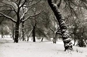 Queens Park Manchester Weather - Winter snow trees tree Queens Park Manchester Weather - Winter snow trees tree