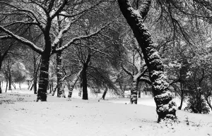 Queens Park Manchester Weather - Winter snow trees tree 11/12/1981 Queens Park Manchester Weather - Winter snow trees tree 11/12/1981