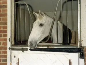 Racing Legend Desert Orchid in his stable a week before winning the Cheltenham Gold Cup Racing Legend Desert Orchid in his stable a week before winning the Cheltenham Gold Cup